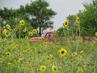 Kansas Field of Sunflower (2)