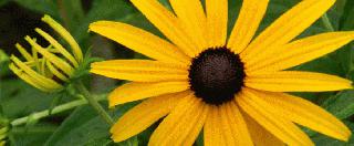 Blackeye Susan