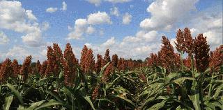 Field of Milo