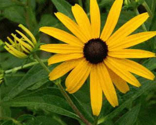 Blackeye Susan