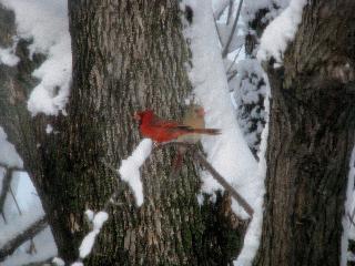 Cardinals on a tree in Mulvane