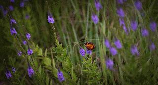 Area Wildflowers