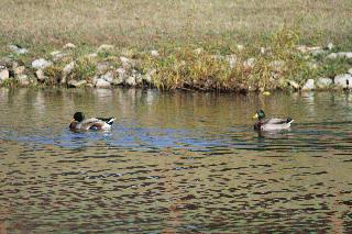 Country Walk Ducks